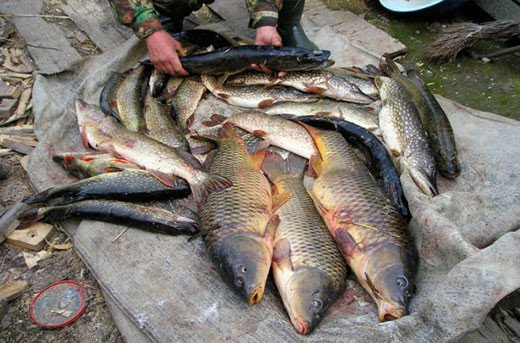 Активатор клева Fish Hungry, жидкость 120 мл